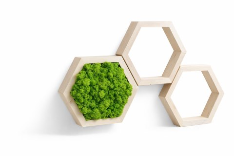 Zestaw heksagonów z mchem chrobotkiem