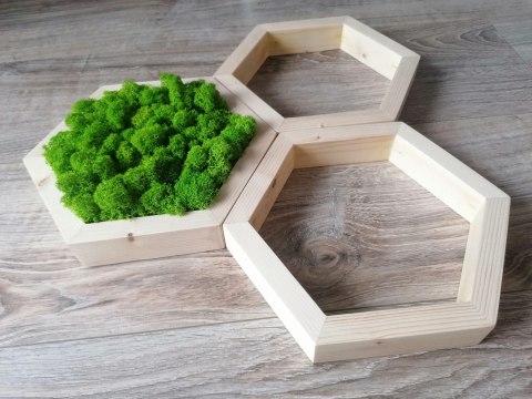 Zestaw heksagonów z mchem chrobotkiem