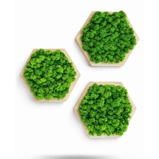 Zestaw heksagonów z mchem chrobotkiem