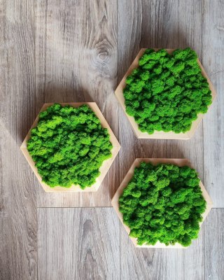 Zestaw heksagonów z mchem chrobotkiem