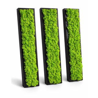 Zestaw ram podłużnych z mchem chrobotkiem