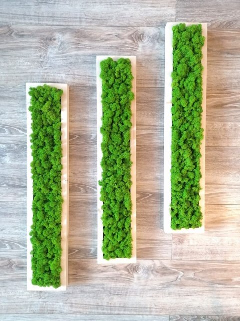 Zestaw ram podłużnych z mchem chrobotkiem