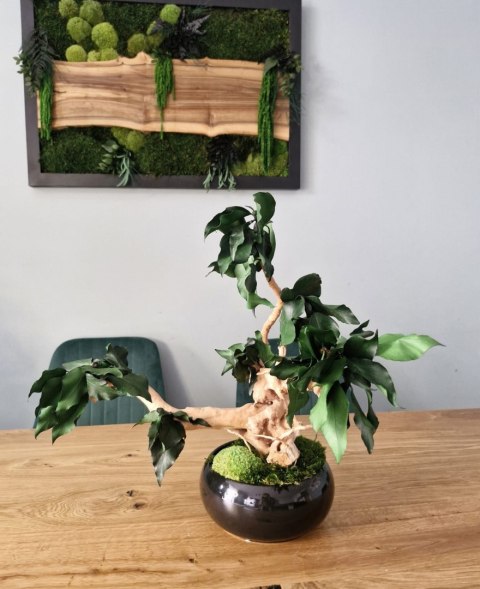 Bezobsługowe drzewko bonsai