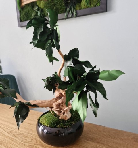 Bezobsługowe drzewko bonsai