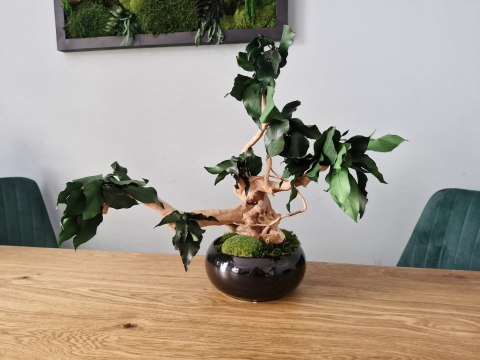 Bezobsługowe drzewko bonsai