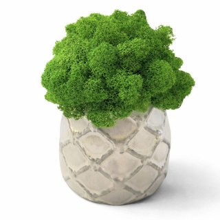 Doniczka ceramiczna z mchem chrobotkiem