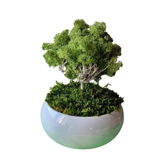 Doniczka czarna z mchem chrobotkiem