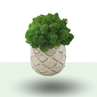 Doniczka z mchem - zrób to sam diy