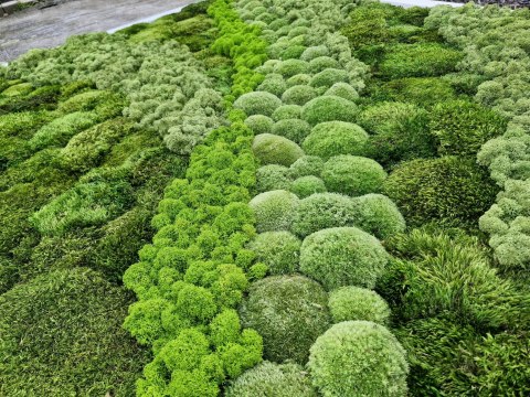 Obraz z mchu poduszkowego, bagiennego i chrobotka 100x150 cm