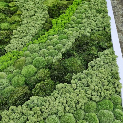 Obraz z mchu poduszkowego, bagiennego i chrobotka 100x150 cm