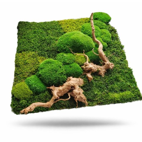 Panel ścienny z mchu płaskiego I poduszkowego z korzeniem japońskim