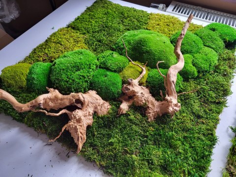 Panel ścienny z mchu płaskiego I poduszkowego z korzeniem japońskim