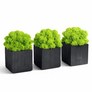 Zestaw doniczek z mchem chrobotkiem