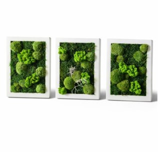Zestaw trzech obrazów z mchu, 40x30 cm